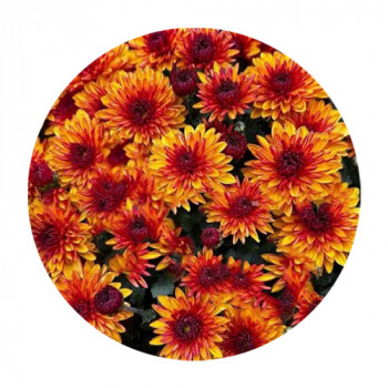 Хризантема Мультифлора №98 Sunbeam Red Bicolor (Санбим Ред Биколор)