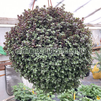 Каллизия №2 Green (Грин)