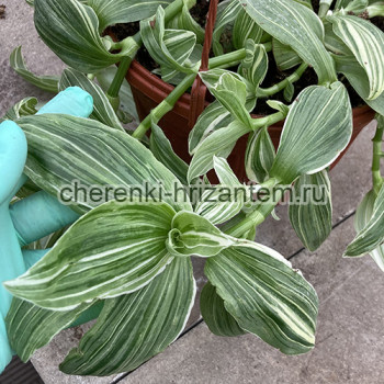 Традесканция Albiflora variegata Cream (Yellow) - №26 Традесканция Albiflora variegata Cream (Yellow) - №26