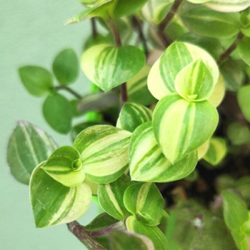 Каллизия Yellow variegata - №5