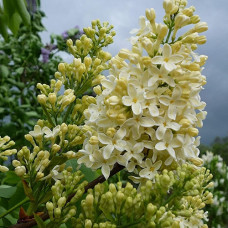 Сирень Примроуз (Primrose) Сирень Примроуз (Primrose)