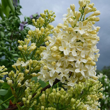 Сирень Примроуз (Primrose)