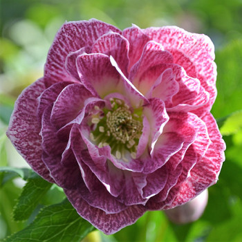 Морозник Даббл Пинк Вайт Эдж (Double Pink White edge) Морозник Даббл Пинк Вайт Эдж (Double Pink White edge)